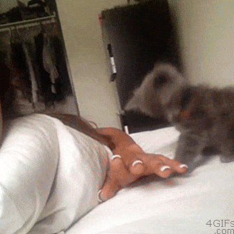 kitten attack 2.gif